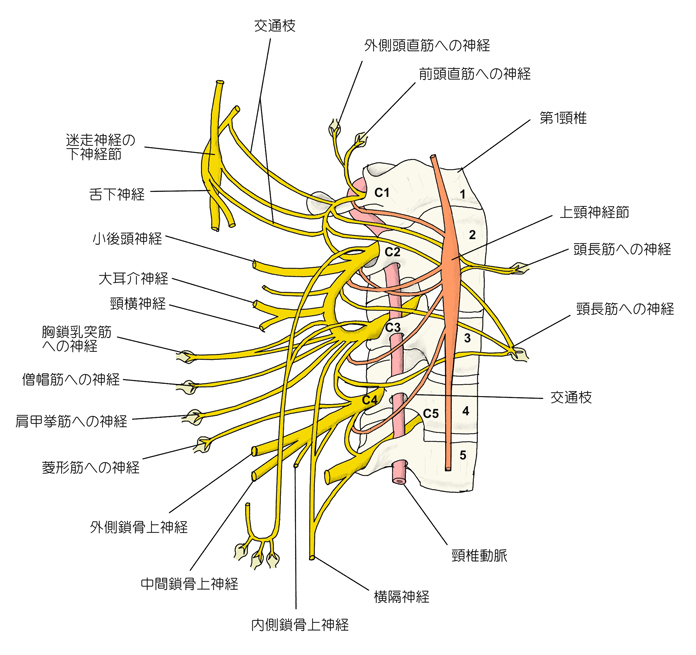 頸部神経.jpg